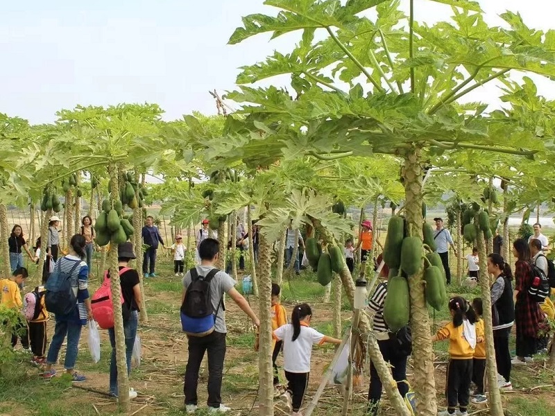 大理夏令营活动