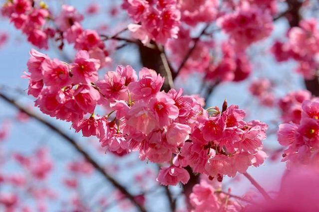 大理大学三月赏樱季 
