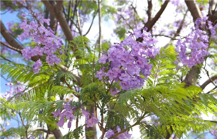 大理的蓝花楹开了，邂逅一场“蓝花雨”，赴一场紫色浪漫！