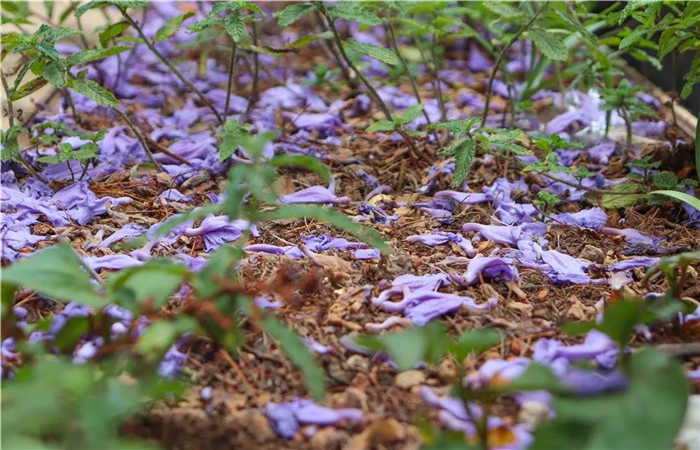 蓝花楹