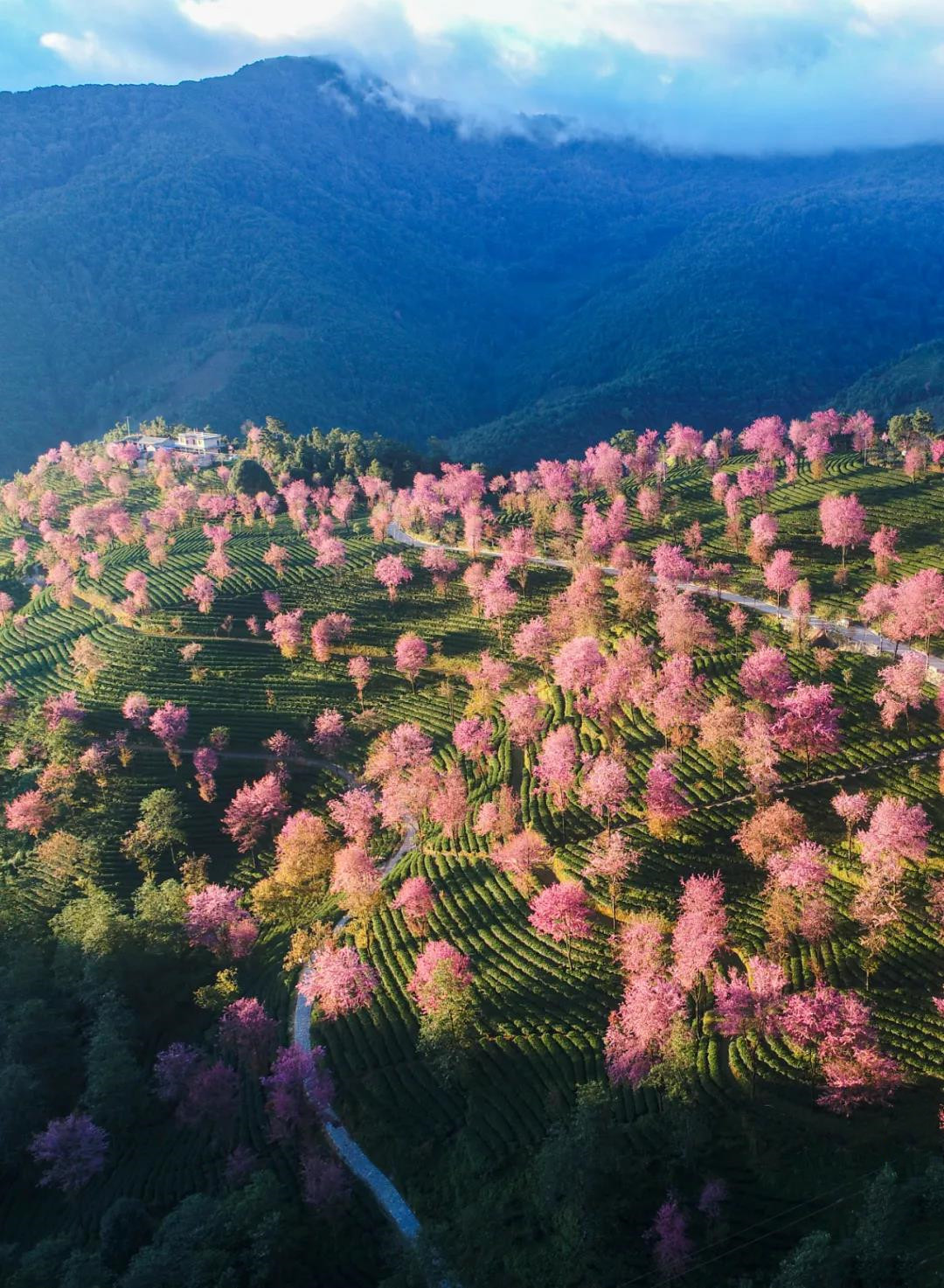 无量山樱花谷