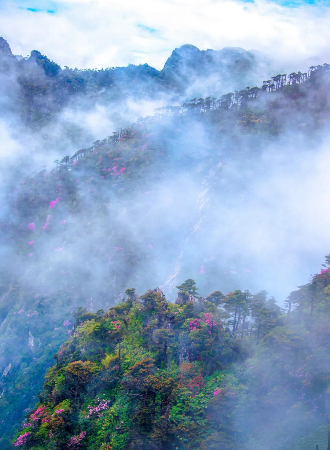 点苍山花海