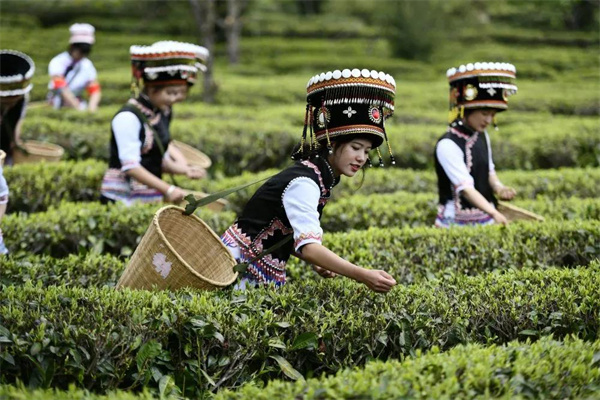 乡村秘境！大理永平藏着一个天际茶园