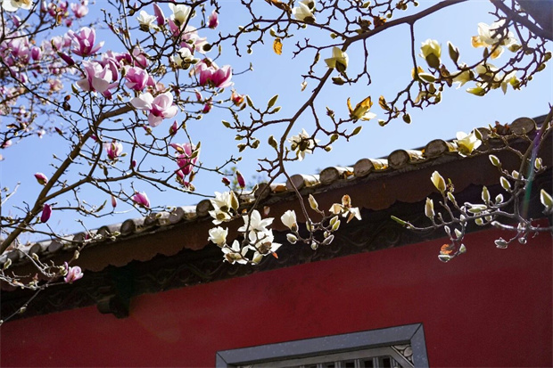 云南旅游,云南旅行社,云南团建公司,云南策划公司,大理旅游,大理旅行社,大理团建公司,大理策划公司：春天丨去大理赏花！